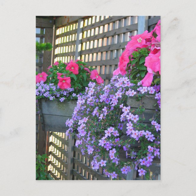 Postales de Petunia y Bacopa (Anverso)