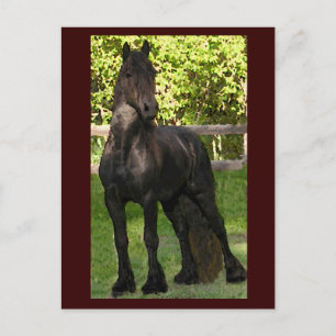 Postales de pintura de Stallion