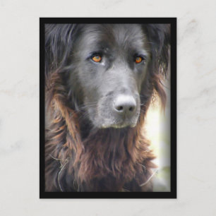 postales de pintura para perros
