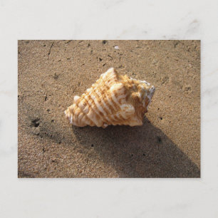 Postales de playa de arena para conchas