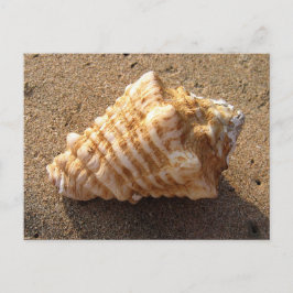 Postales de playa de arena para conchas