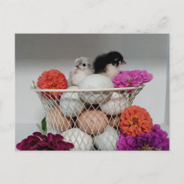Postales de pollo para bebés
