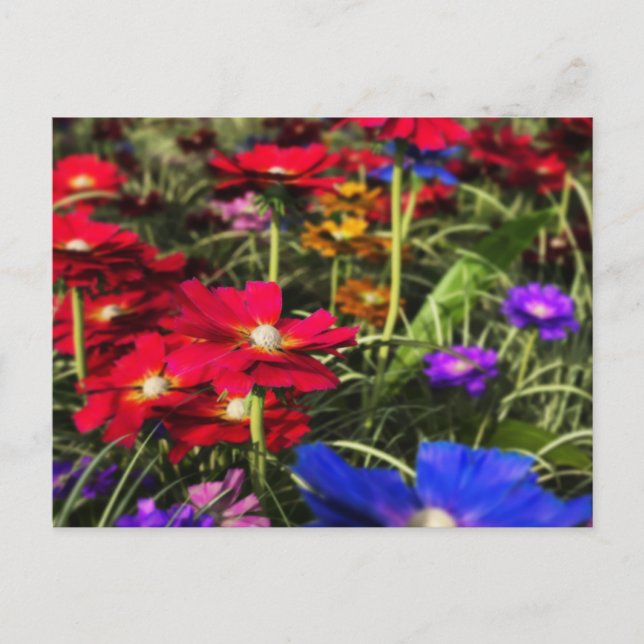 Postales de primavera irlandesa (Anverso)