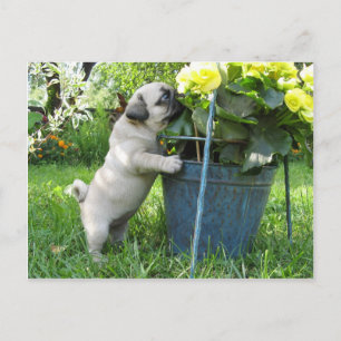 Postales de Pug y Flores