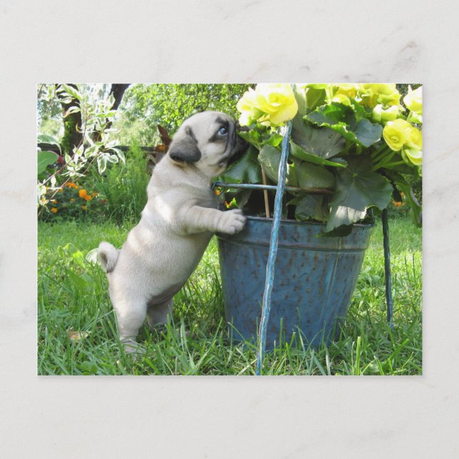 Postales de Pug y Flores (Anverso)