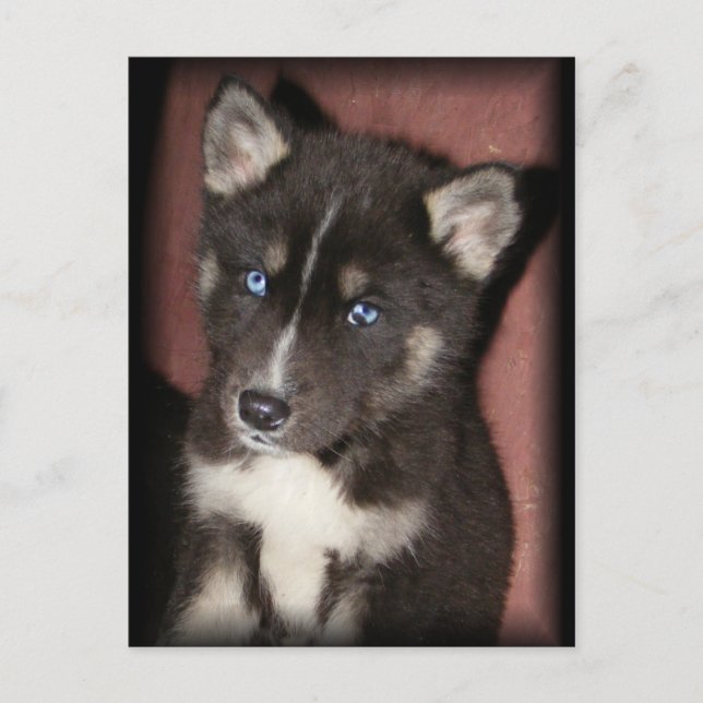postales de puppy_eyes (Anverso)