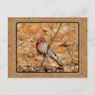 Postales de Purple Finch