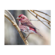 Postales de Purple Finch