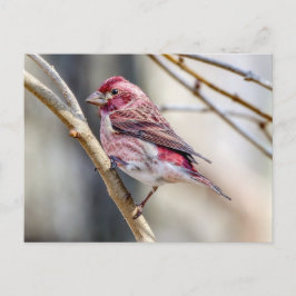 Postales de Purple Finch