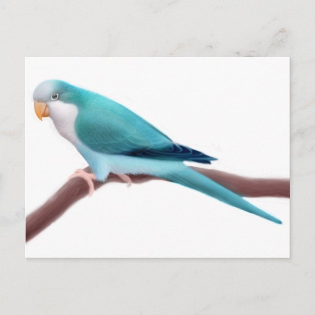 Postales de Quaker Parakeet (Anverso)