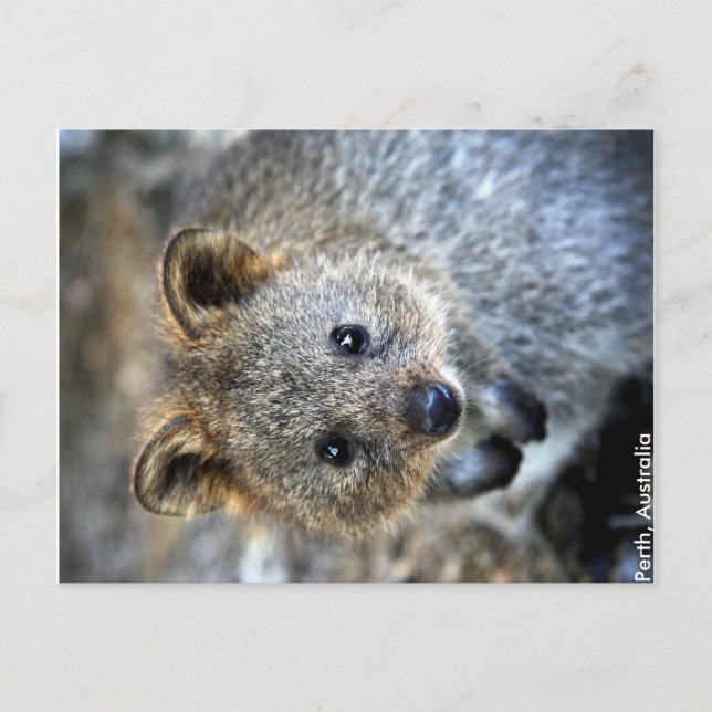 Postales de Quokka Occidental Australia (Anverso)