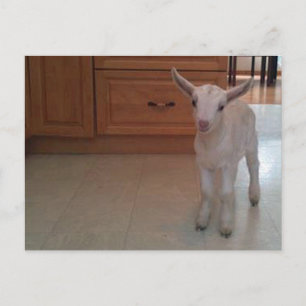 Postales de recién nacidos Doelings