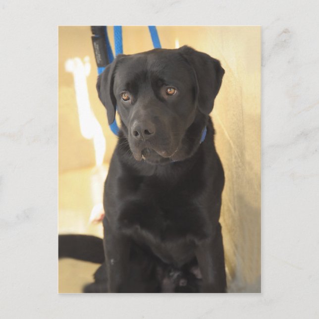 Postales de recuperación de pastelitos de mastiff/ (Anverso)