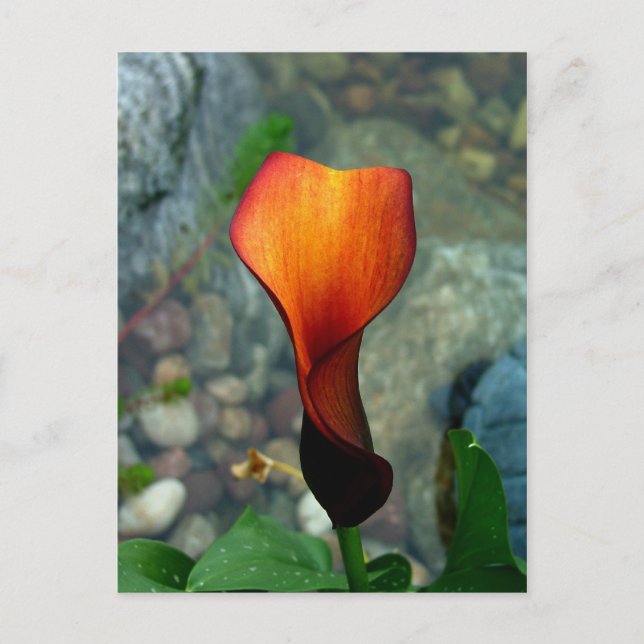 Postales de Red Calla Lily (Anverso)