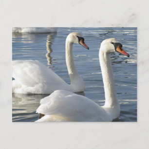 Postales de Reflexiones de Swan