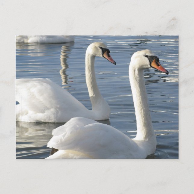 Postales de Reflexiones de Swan (Anverso)