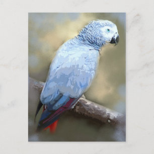 Postales de retrato de loro gris africano