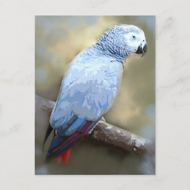 Postales de retrato de loro gris africano (Anverso)