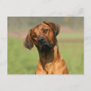 Postales de Ridgeback Rhodesia