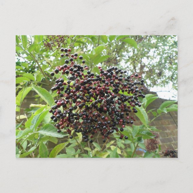 Postales de Ripening Elderberries (Anverso)