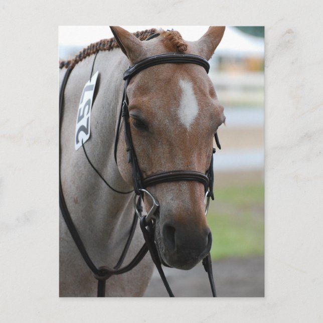 Postales de Roan Pony (Anverso)