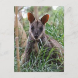 Postales de Rock Wallaby