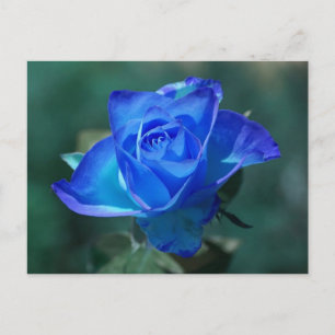 Postales de Rosa azul rubor