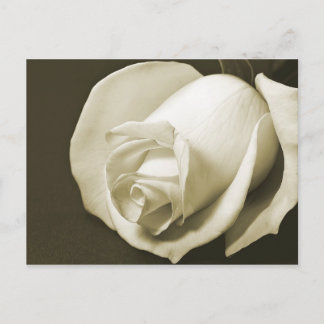 Postales de Rosa de época