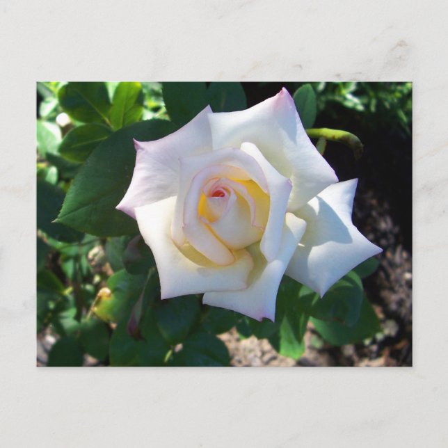 Postales de Rosa de verano blanco (Anverso)