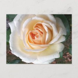 Postales de Rosa marfileña blanca