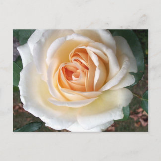 Postales de Rosa marfileña blanca