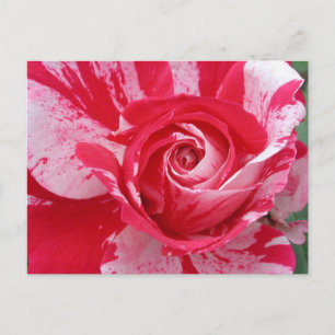 Postales de Rosa rojo y blanco