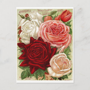 Postales de Rosas de jardinería de época