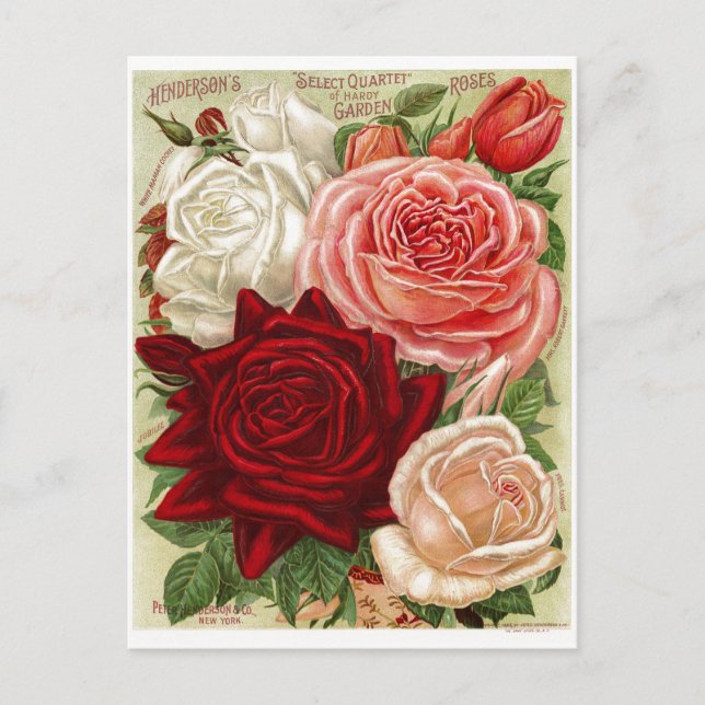 Postales de Rosas de jardinería de época (Anverso)