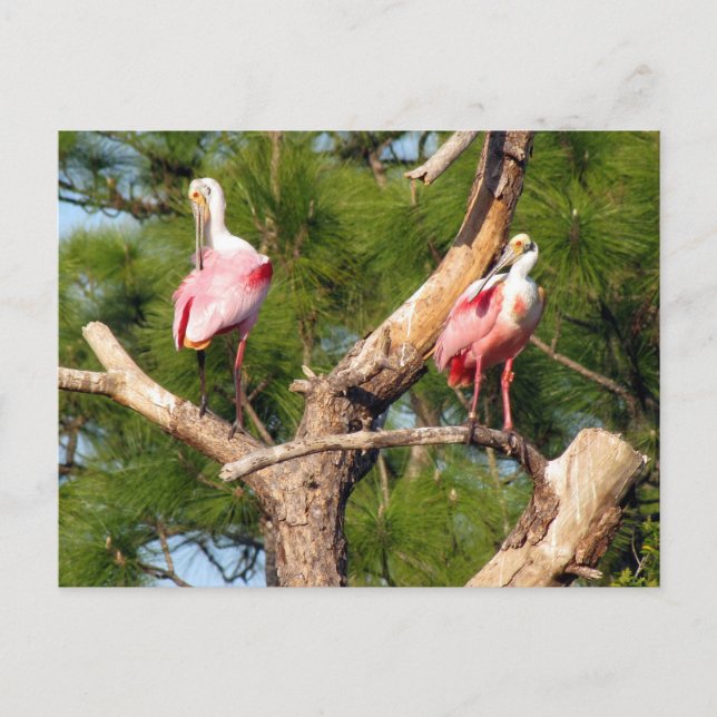 Postales de Roseate Spoonbill (3050) (Anverso)