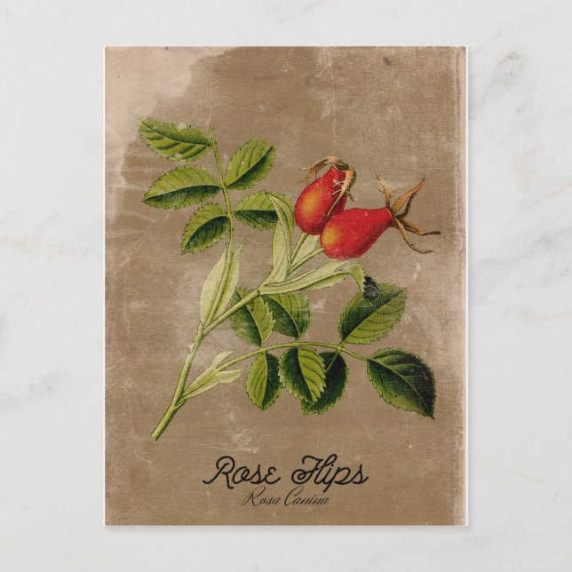 Postales de Rosehips de estilo vintage (Anverso)