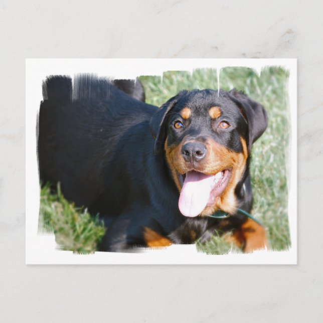 Postales de Rottweiler amigables (Anverso)