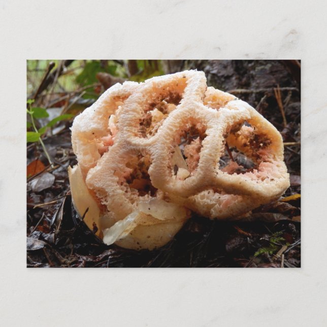 Postales de rubro de Clathrus (Anverso)