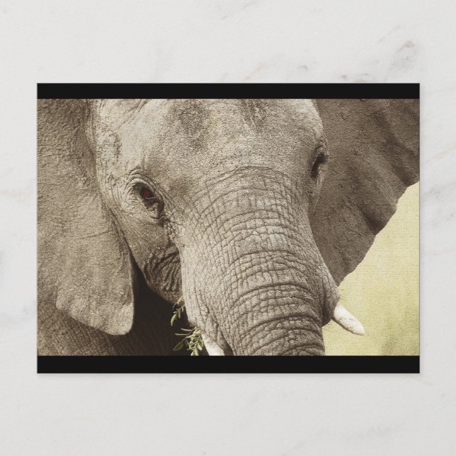 Postales de safari para la vida salvaje de los ele (Anverso)