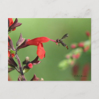 Postales de Salvia y abeja nativa