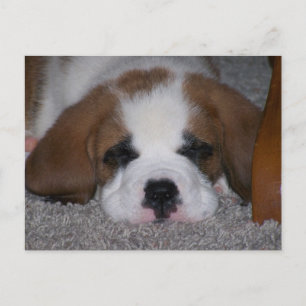 Postales de San Bernard Puppy durmiendo