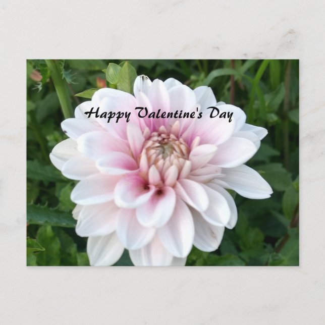 Postales de San Valentín con dahlia blanca y rosa (Anverso)