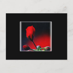 Postales de San Valentín de flores rojas