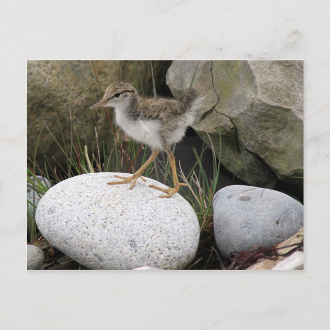 Postales de Sandpiper Chick (Anverso)