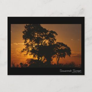 Postales de Savannah Sunset