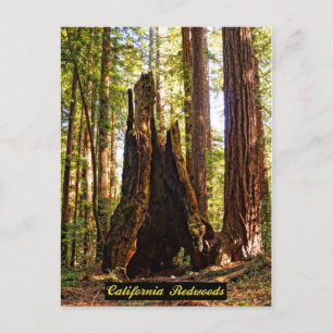 Postales de secuoyas de California