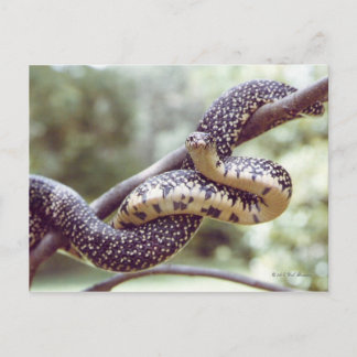 Postales de serpiente del rey abatidas