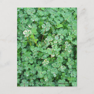 Postales de Shamrock verde y blanco