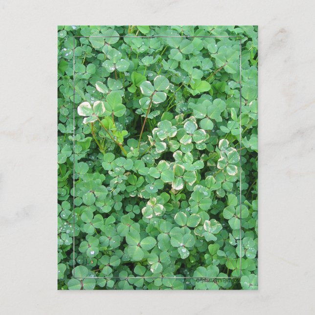 Postales de Shamrock verde y blanco (Anverso)