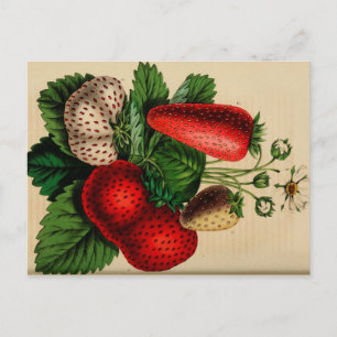 Postales de sketch botánico vintage de fresas